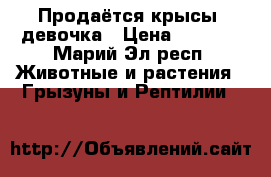 Продаётся крысы, девочка › Цена ­ 1 600 - Марий Эл респ. Животные и растения » Грызуны и Рептилии   